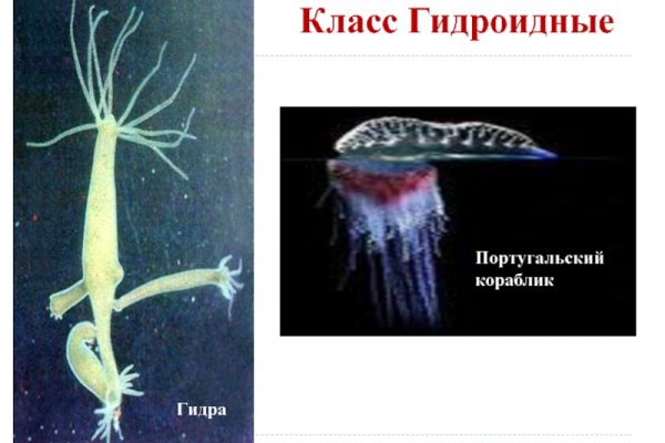 Kraken 25at