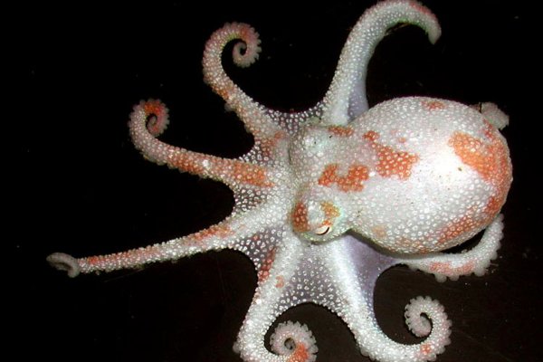 Kraken 6 at